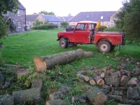  a bit of ash was taken down as well, with a nice straight 12ft x 18